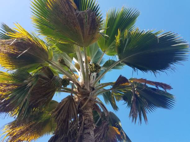 istock palm tree with green leaves and seeds 1170546997
