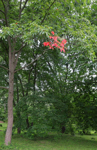 Beautiful tree with a touch of red foliage
