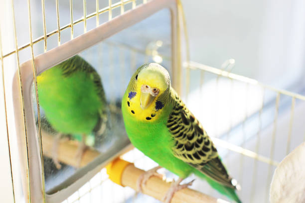 istock A beautiful wavy parrot sits in a cage near the mirror 1170547380