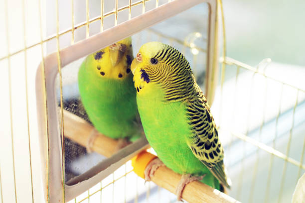 istock A beautiful wavy parrot sits in a cage near the mirror 1170547449