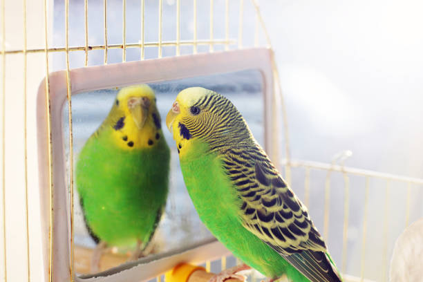 istock A beautiful wavy parrot sits in a cage near the mirror 1170547507