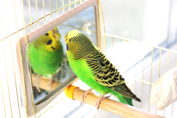 istock A beautiful wavy parrot sits in a cage near the mirror 1170547549