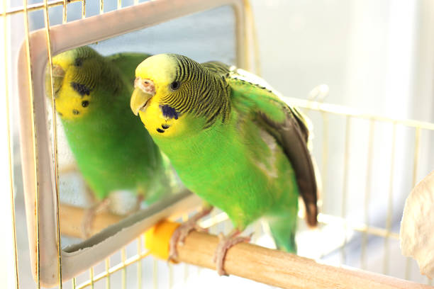 istock A beautiful wavy parrot sits in a cage near the mirror 1170547551