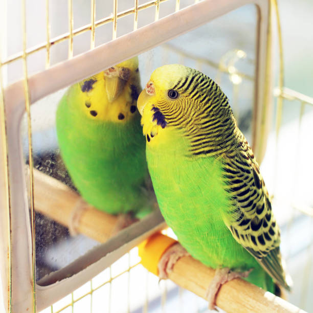 istock A beautiful wavy parrot sits in a cage near the mirror 1170547594
