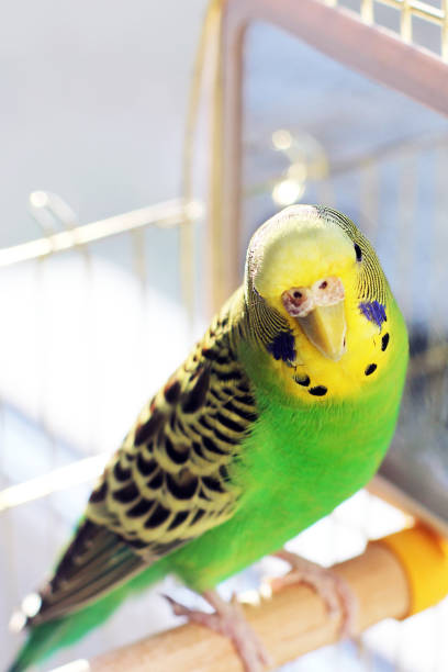 istock A beautiful wavy parrot sits in a cage near the mirror 1170547615