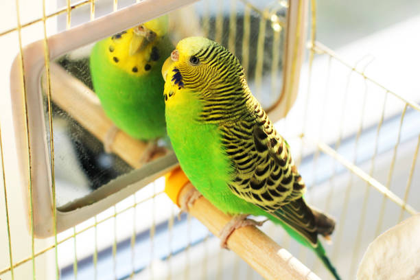 istock A beautiful wavy parrot sits in a cage near the mirror 1170547634