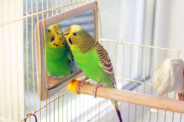 istock A beautiful wavy parrot sits in a cage near the mirror 1170547659