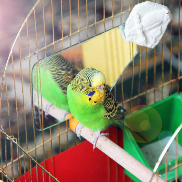 istock Melopsittacus undulatus. Green wavy parrot. Budgerigar. Parrot sitting on the cage 1170547723