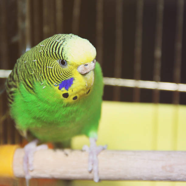 istock Melopsittacus undulatus. Green wavy parrot. Budgerigar. Parrot sitting on the cage 1170547738