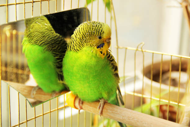istock A beautiful wavy parrot sits in a cage near the mirror 1170548333