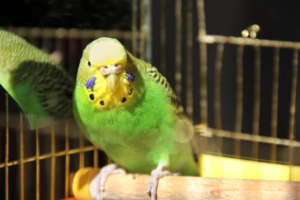 istock Budgerigar. Parrot in the cage 1170548906