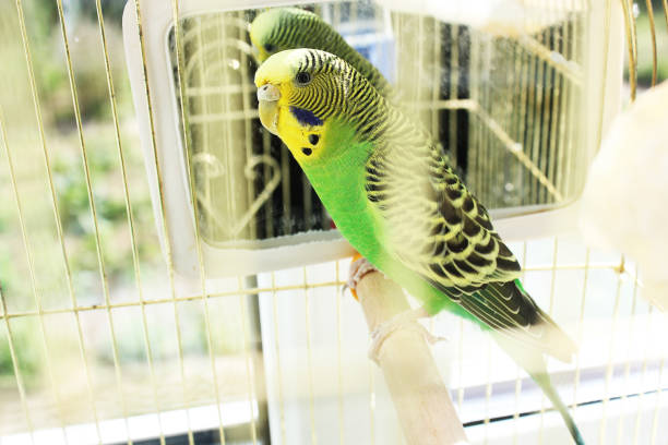 istock A beautiful wavy parrot sits in a cage near the mirror 1170548912