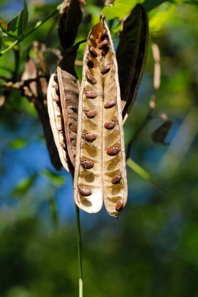 Gleditsia triacanthos Sunburst hanging seed pod, a tree also known as the honey locust. This is a leguminous tree and the hanging pods are typical.
