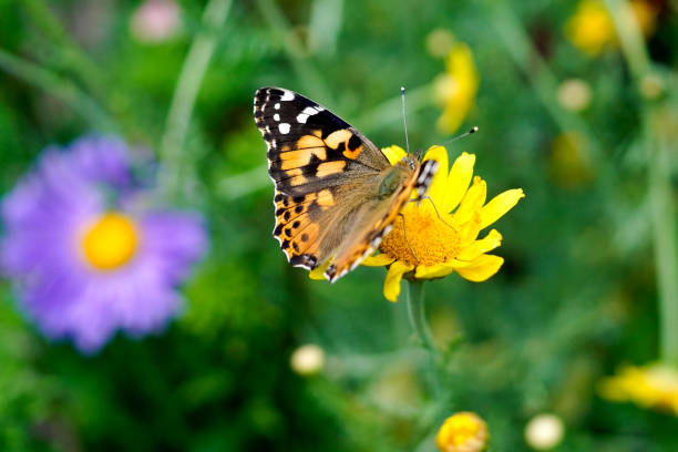 istock A small tortoiseshell butterfly on a yellow flower 1170550244