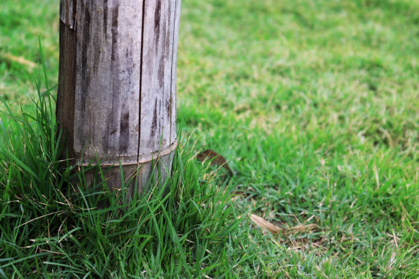 istock bamboo pole on green grass, pole on green garden. High resolution image gallery. 1170550922