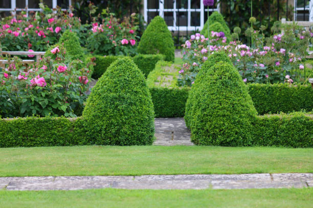 Image of formal knot garden with parterre box hedging surrounding blooming rose beds with pink flowers and paving slab footpaths Photo showing a formal knot garden, which features a series of cone topiary shapes and some neatly clipped hedging, created from box plants (boxwood / buxus sempervirens). knot garden stock pictures, royalty-free photos & images