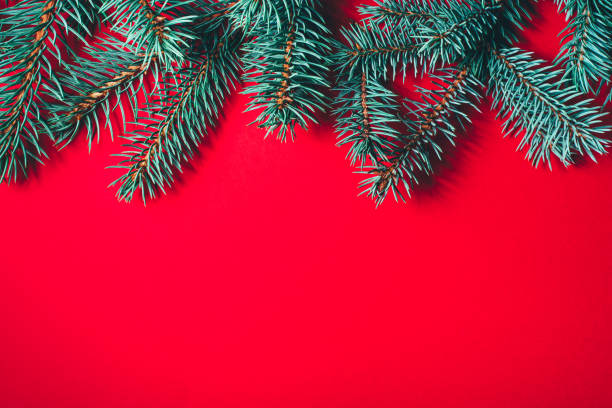istock Fir branches on red background. Christmas wallpaper. 1170551262