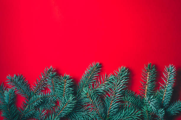 istock Fir branches on red background. Christmas wallpaper. 1170551263