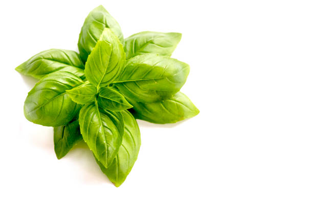 istock Background of green basil leaves isolated on white background 1170552188
