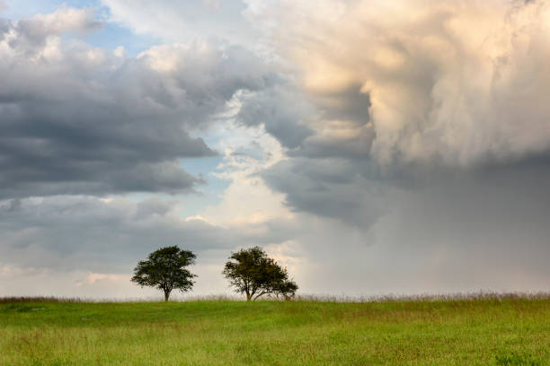 Dramatic storm clouds with two trees in a green meadow.