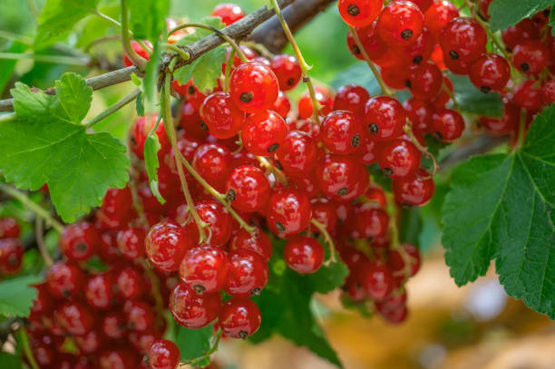 istock Healthy redcurrant on bush in garden in summer day 1170552309