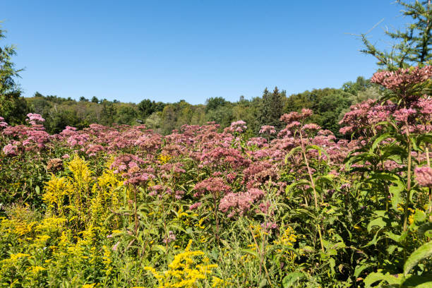 istock Pink Spotted Eupator and Solidago canadensis in wet field during summer 1170552417