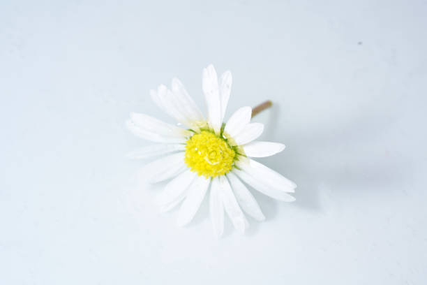 Perennial Daisy, Small-sized, Thousand-Tiny, Pale-silvered or Swiss Margritli, is a species within the daisy family.