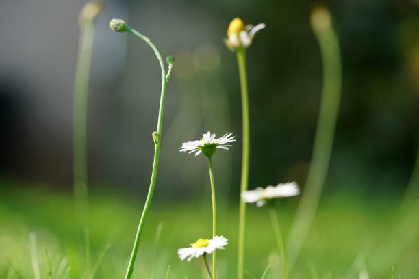 Countryside field with lot of yellow anthemis tinctoria flowers also called as dog-fennel or mayweed on bright sunlight.Close up view.