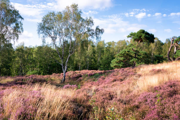 istock Green trees with blue sky in the backgound and pink red violet heather as foreground 1170552737