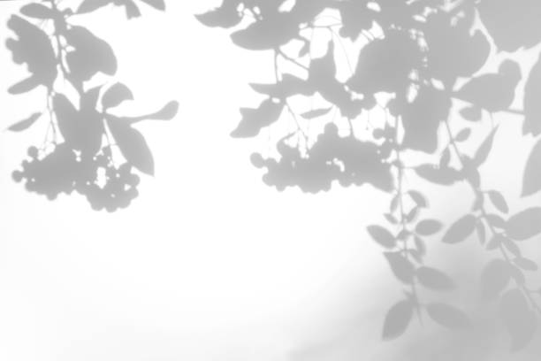istock gray shadow of the leaves on a white wall 1170553547