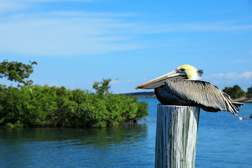 Pelicans Resting on Wood Pilings in Water over sunny blue sky in Key West, Florida