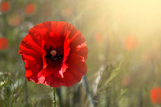 양귀비 꽃 이나 파파버 rhoeas 빛으로 양귀비. 여름 시간 배경입니다. 복사 공간 - poppy field red flower 뉴스 사진 이미지