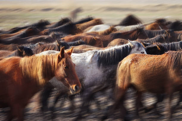 istock herd of horses in dusty landscape 1170555191
