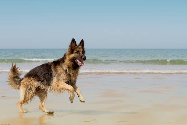 istock German Shepherd Dog on the Beach 1170555430