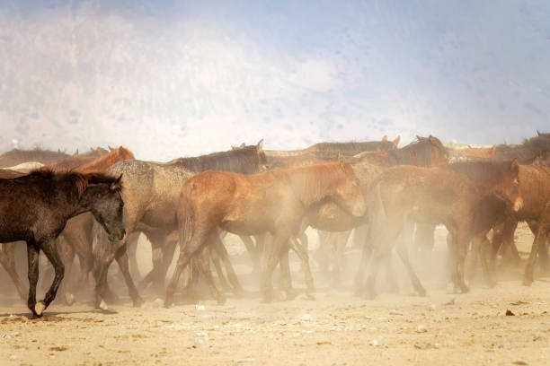 istock herd of horses in dusty landscape 1170555437