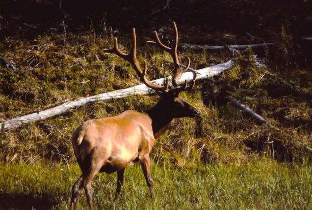 istock Elk in natural surroundings 1170555453