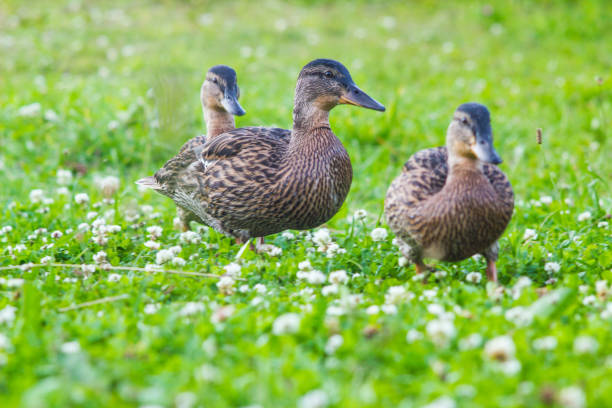 istock Wild duck floating on the lake 1170556165