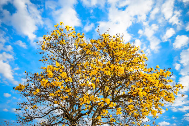 istock Yellow Flowers during winter 1170558439
