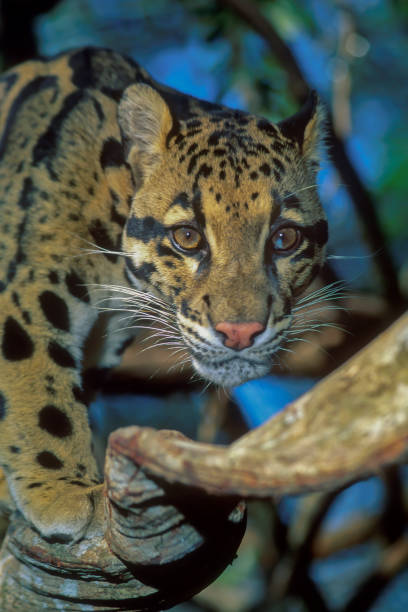 istock Clouded Leopard (Neofelis nebulosa) walking on vine in Lac Xao, Laos rainforest.. 1170558974