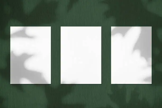 Photo of Three empty white vertical rectangle poster mockups with maple tree leaves shadows