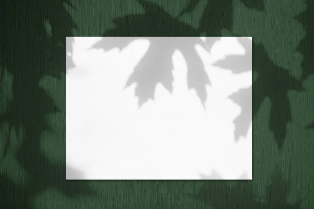 Empty white horizontal rectangle poster mockup with soft shadows of maple tree leaves on dark green textured wall background. Flat lay, top view