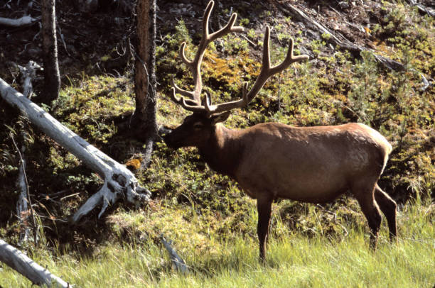istock elk in natural surroundings 1170560478