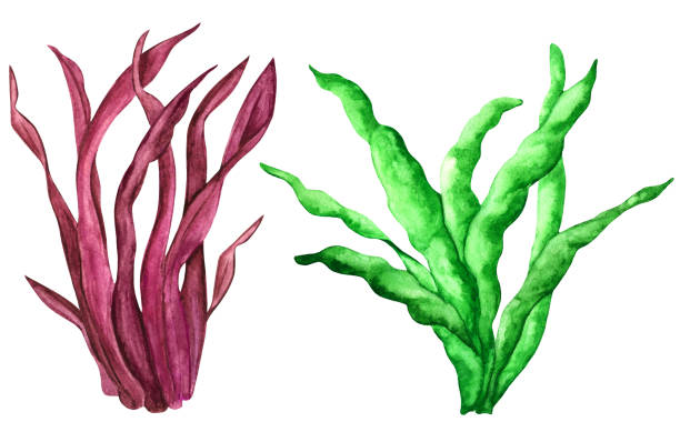 wodorost. akwarela - red seaweed stock illustrations