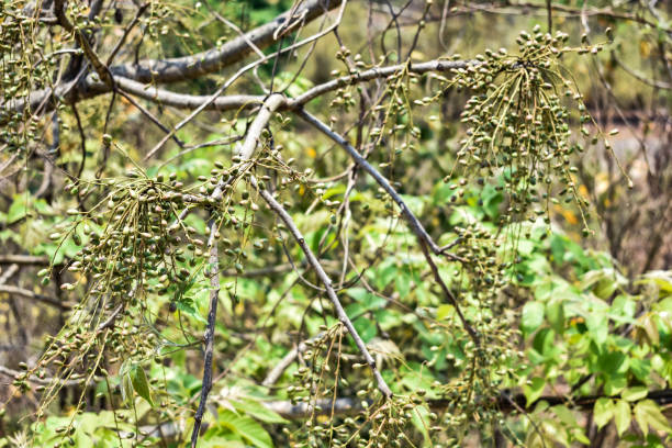 istock Indian regional tree with lot of small fruit looking awesome 1170560626