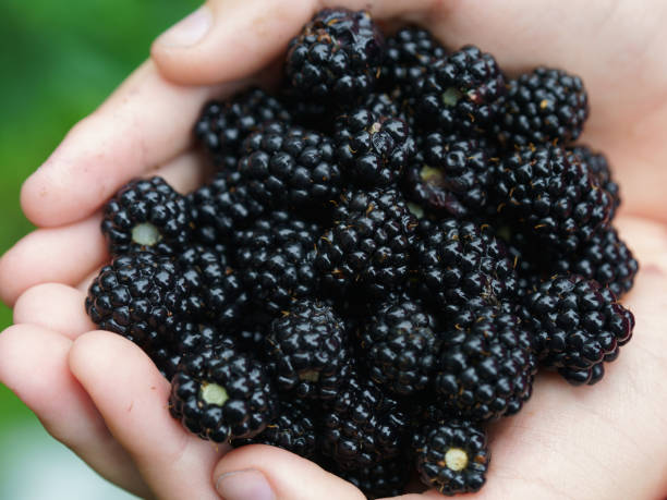 istock Riped blackberries in the child palms 1170560710