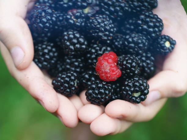istock Riped blackberries in the child palms 1170560713