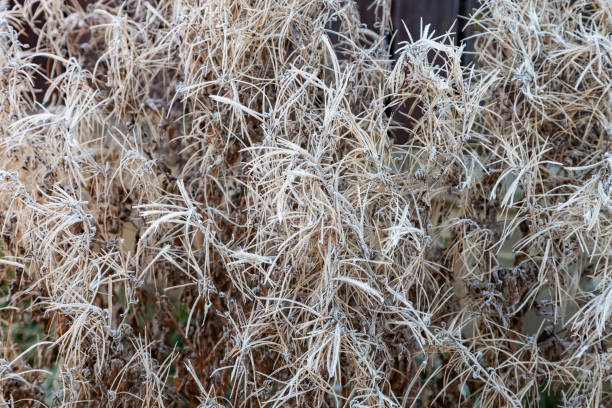 istock Dry reeds covered with hoarfrost 1170560796