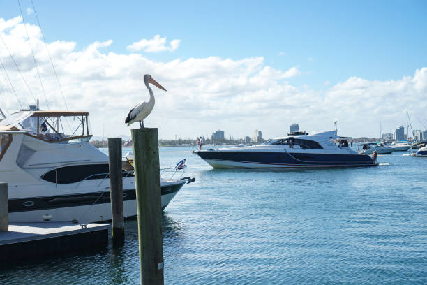 A pelican sitting on the pole at Marina Mirage harbour with a beautiful view of the Broadwater with white yachts in the background. Gold Coast, Australia.