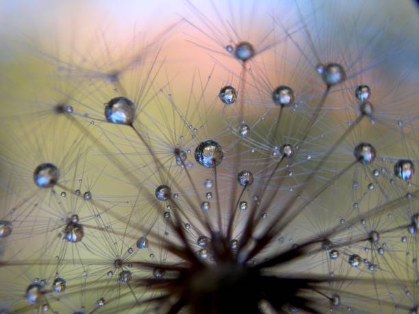 istock rain drops on dandelion seeds 1170564284