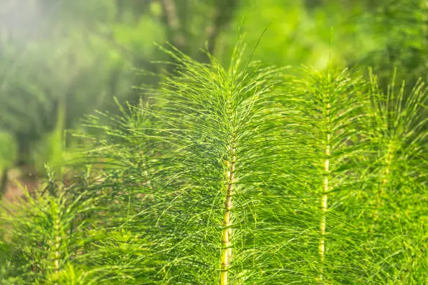 Lush green stems of the field horsetail with blurry background. Equisetum arvense, the field horsetail or common horsetail, is an herbaceous perennial plant